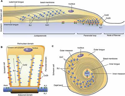 Role of Connexin-Based Gap Junction Channels in Communication of Myelin Sheath in Schwann Cells